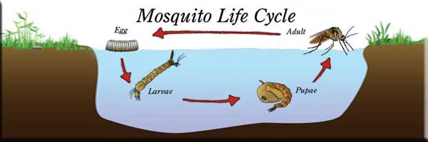 Life Cycle of Mosquitoes