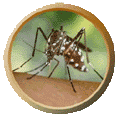 Adult Mosquito